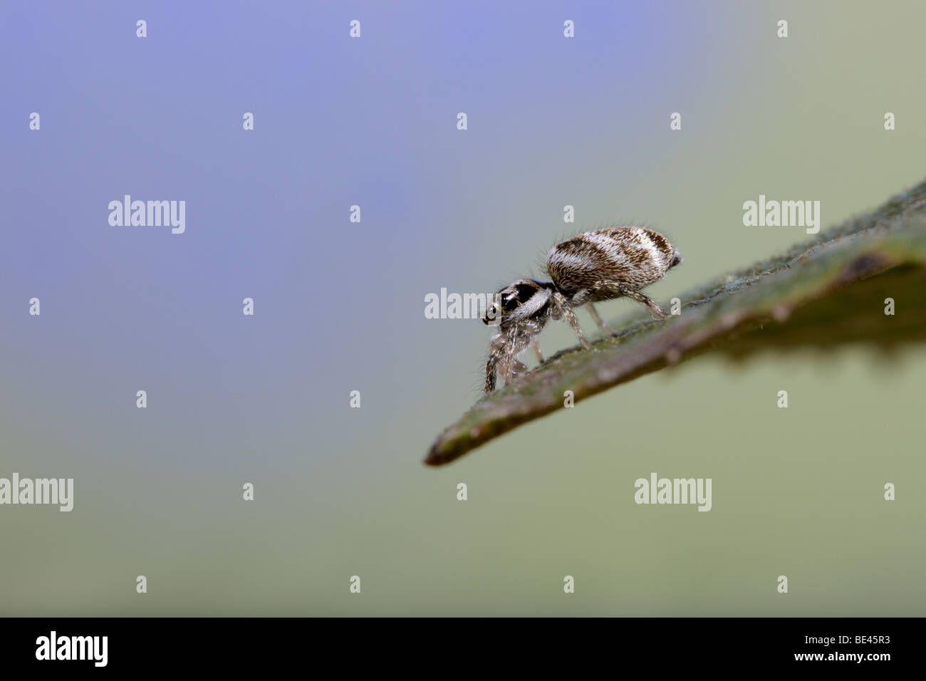 Zebra-Springspinne Salticus scenicus Stockfoto