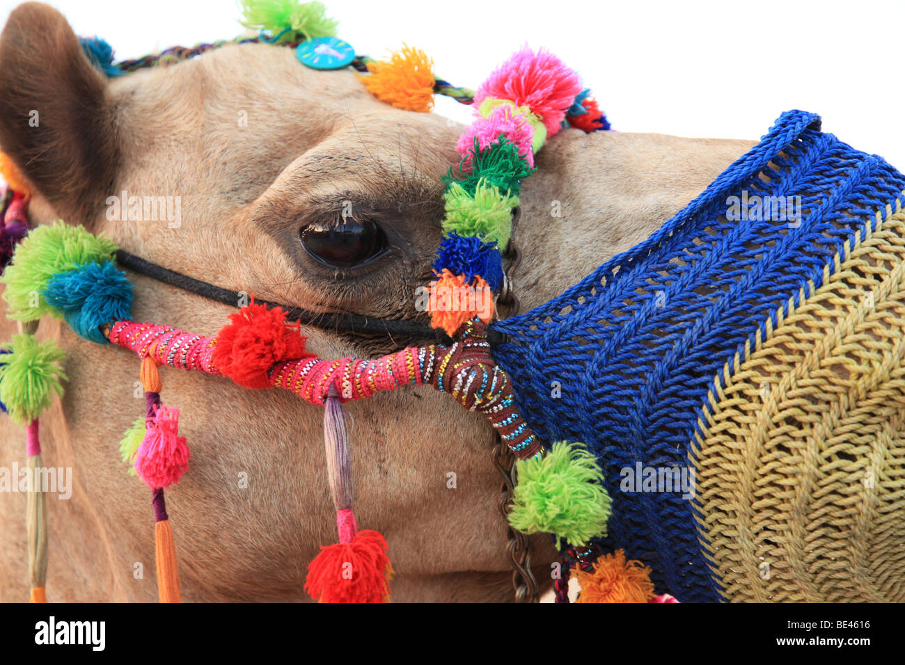 Kamel in Kleid in Dubai Stockfoto