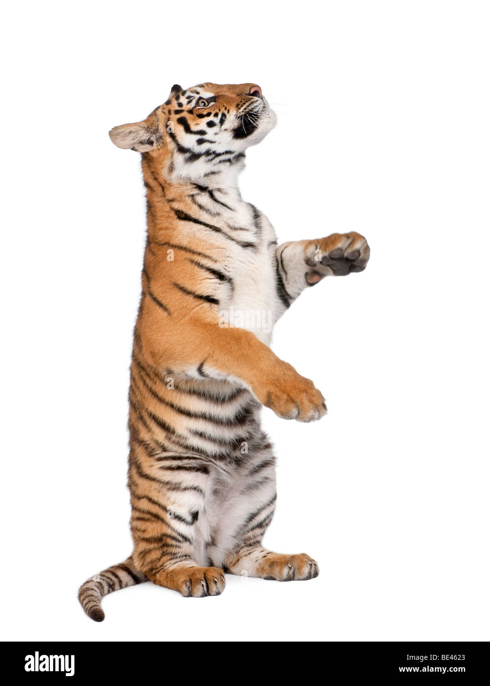 Bengal Tiger, Panthera Tigris Tigris, 1 Jahr alt, sitzen vor weißem Hintergrund, Studio gedreht Stockfoto