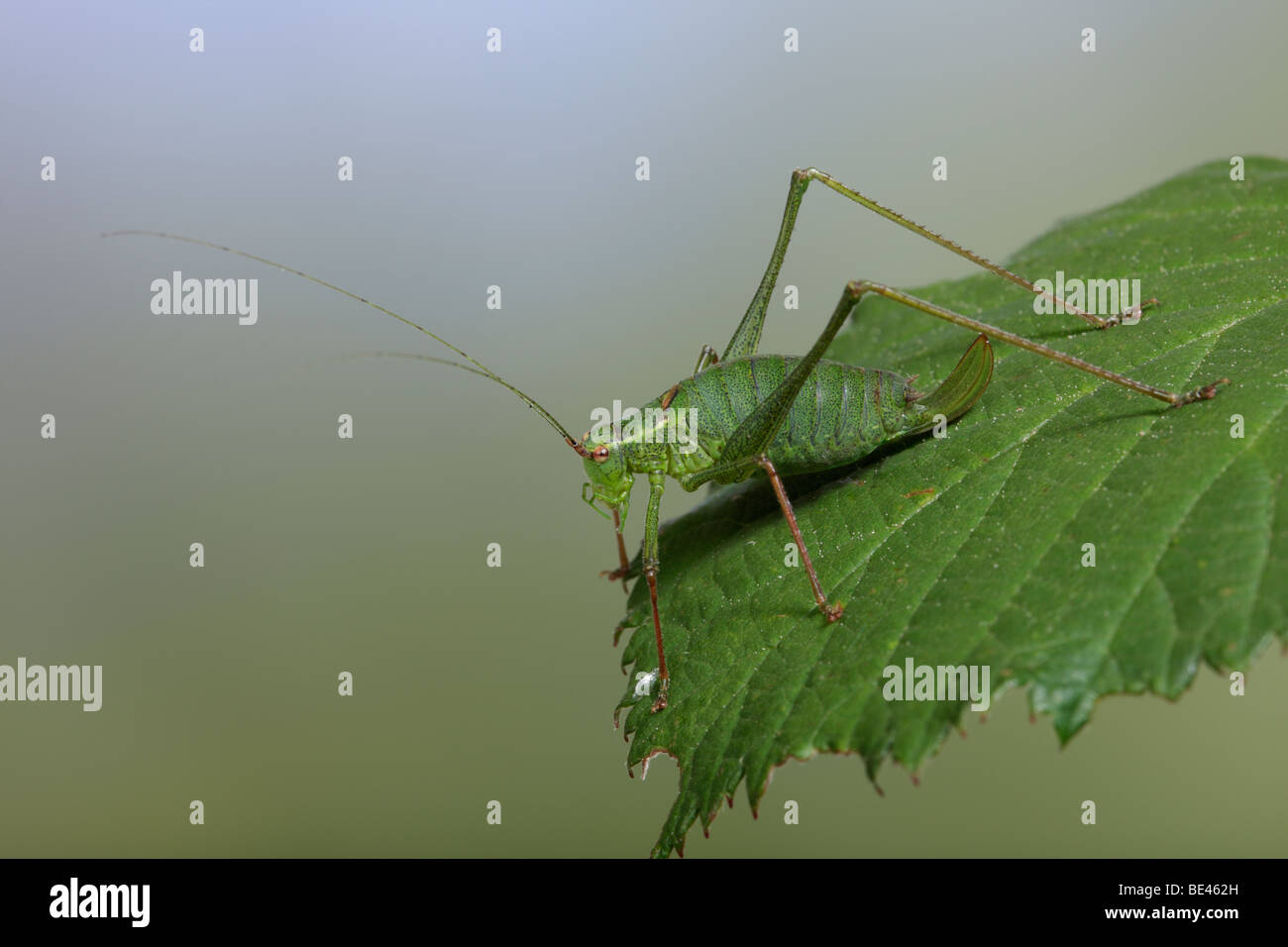 Speckled Bush-Cricket (Leptophyes Punctatissima) Stockfoto