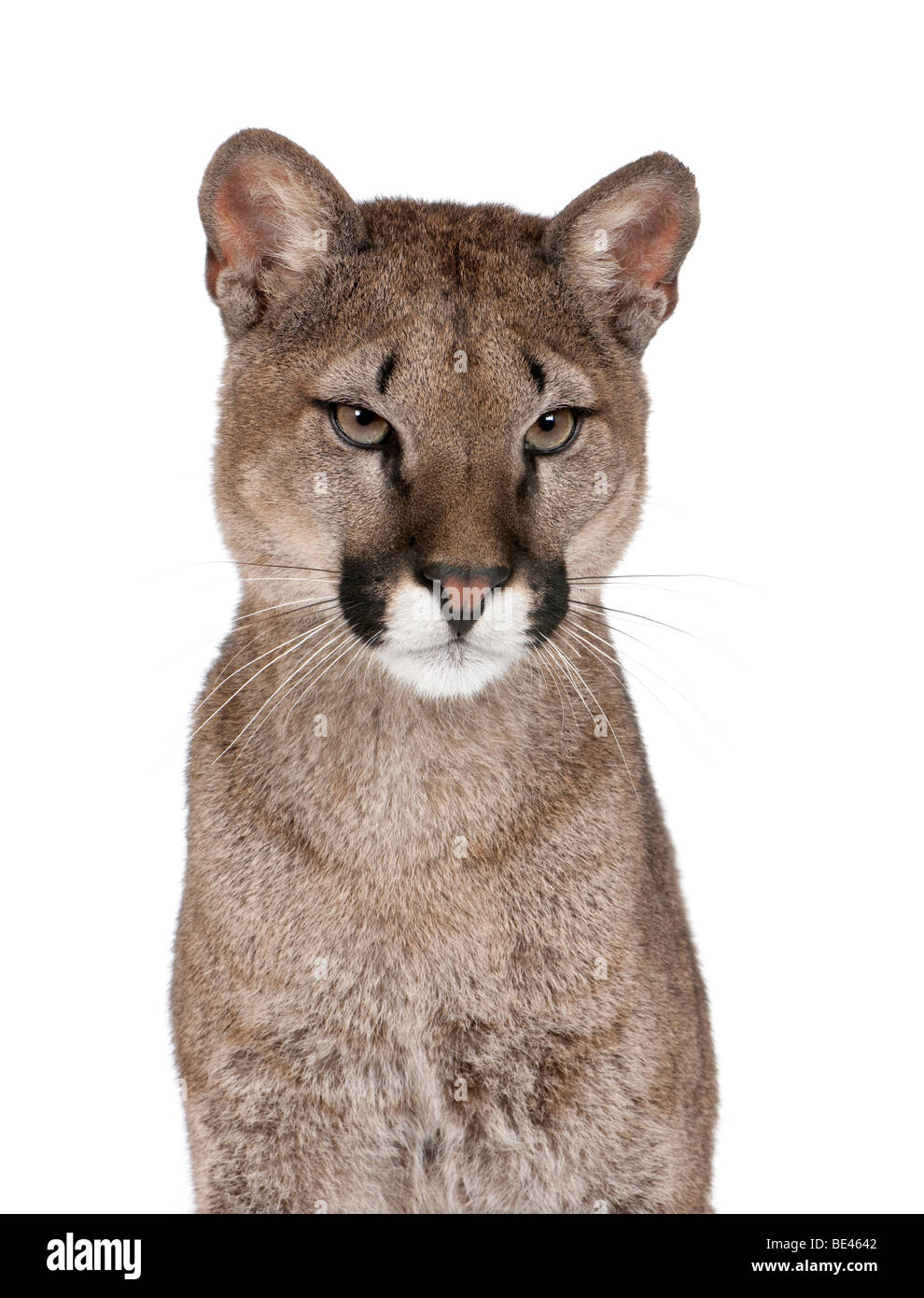 Tier puma große katze -Fotos und -Bildmaterial in hoher Auflösung – Alamy