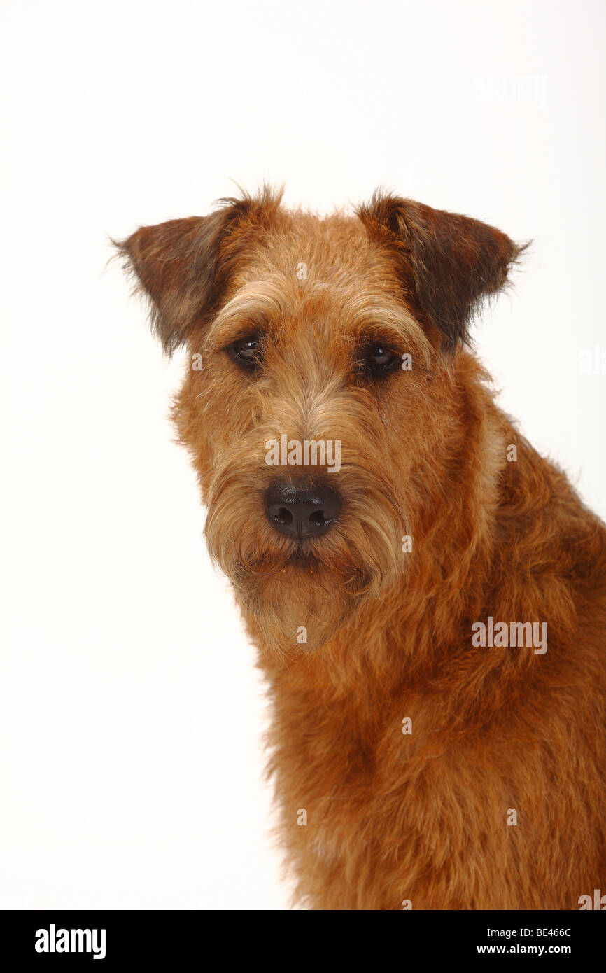 Irish Terrier Stockfoto