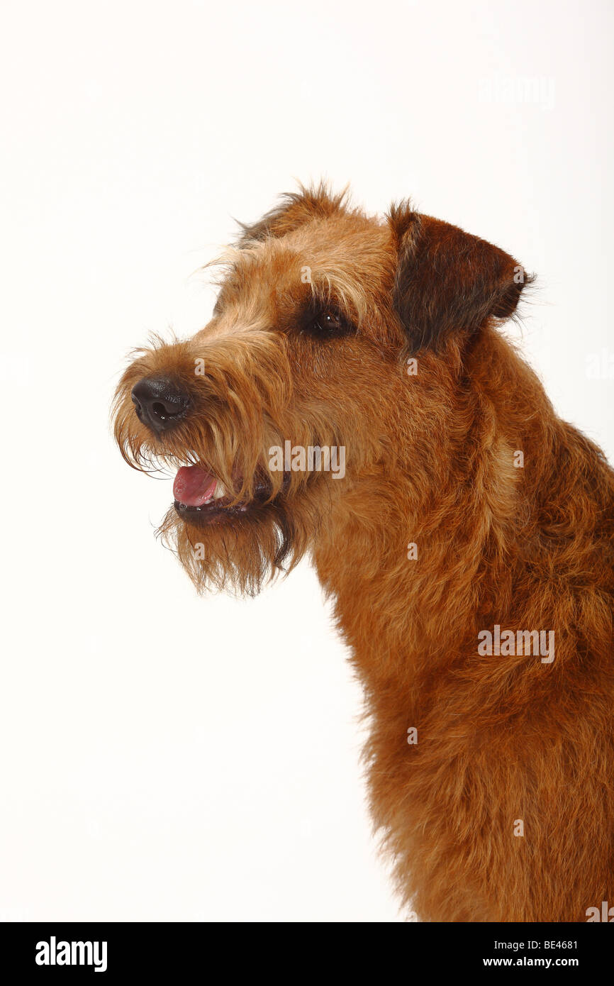 Irish Terrier Stockfoto