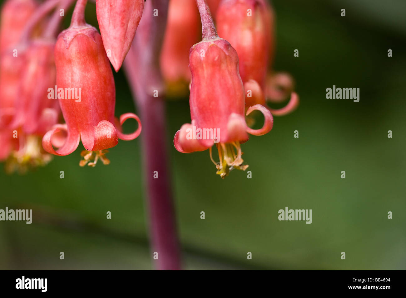 Rosa Blüten hängen von einem lila Rebe in Santa Barbara, Kalifornien. Stockfoto