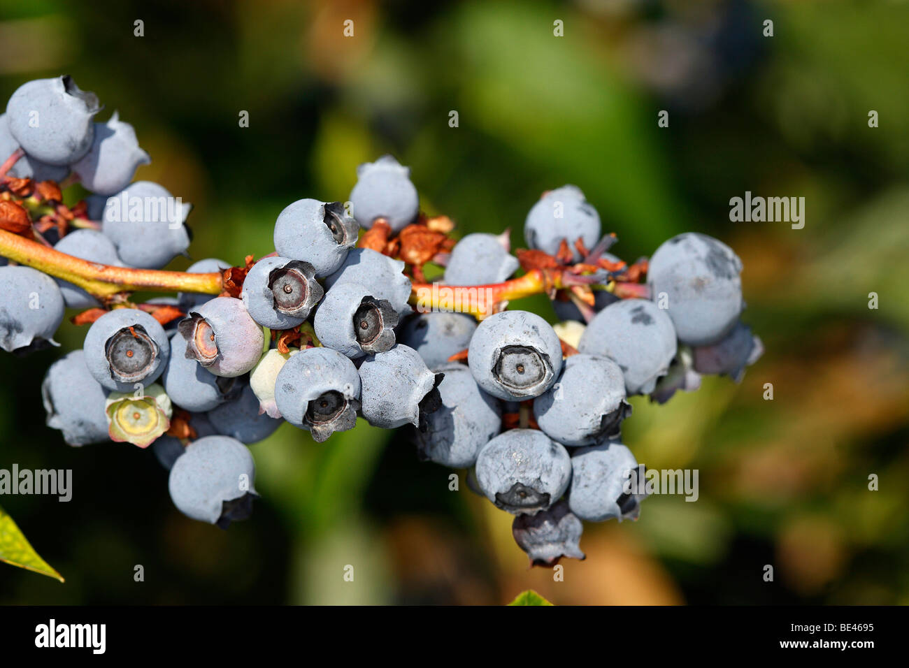 Nördlichen Schneeball Heidelbeere (Vaccinium Corymbosum, Vaccinium Angustifolium), reifen Beeren auf Bush. Stockfoto