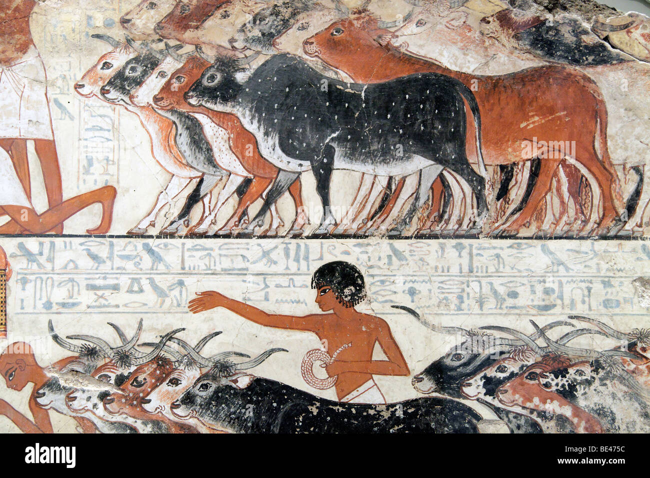 Ägyptischen Wandmalerei, Nebamun anzeigen sein Vieh - British Museum Stockfoto