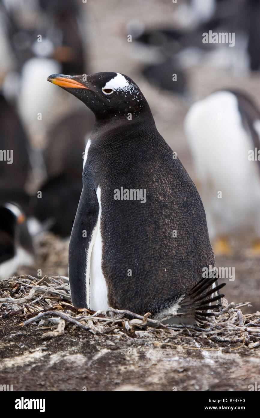 Gentoo Penguin auf Nest, Sparrow Cove, Falkland-Inseln Stockfoto