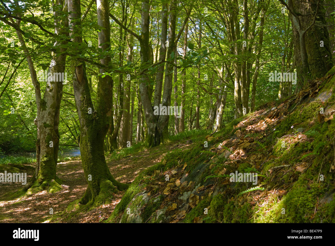 Glencoe Wald, Fluss Coe, Highland Region, Schottland. Stockfoto