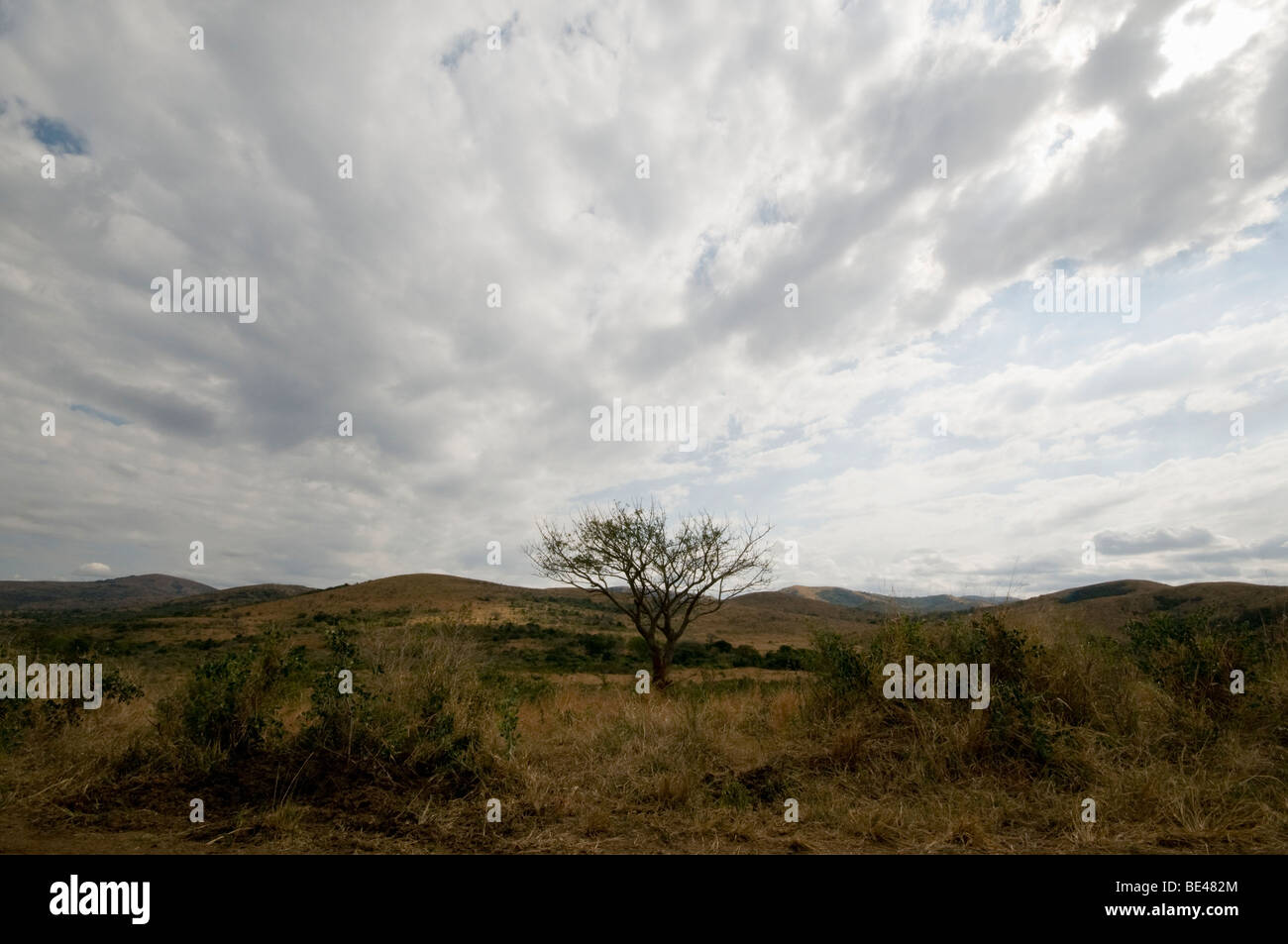 Einzigen Baum in südafrikanische Landschaft Stockfoto