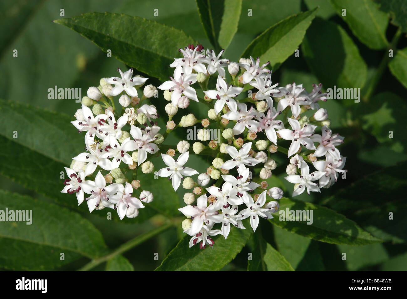 Danewort, Zwerg Holunder, Europäische Zwerg Holunder, Walewort (Sambucus Ebulus), Blumen. Stockfoto