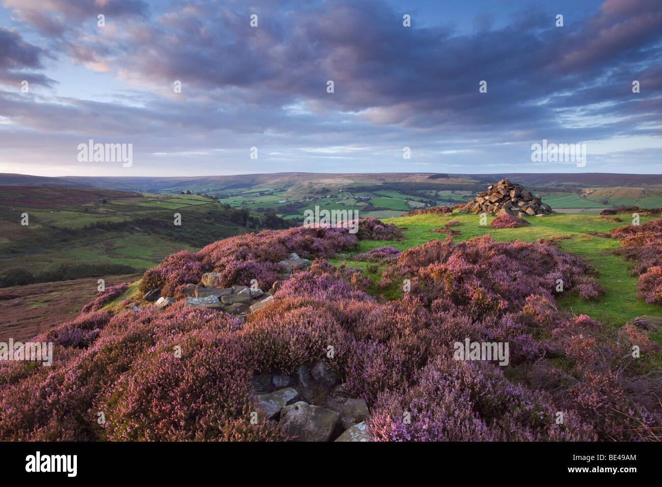 Heather über Rosedale in North York Moors National Park in den Abend, North Yorkshire, England, Vereinigtes Königreich Stockfoto