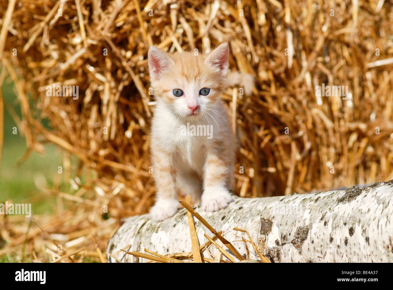 Hauskatze, Kätzchen auf einem Birke Baumstamm vor Stroh Stockfoto