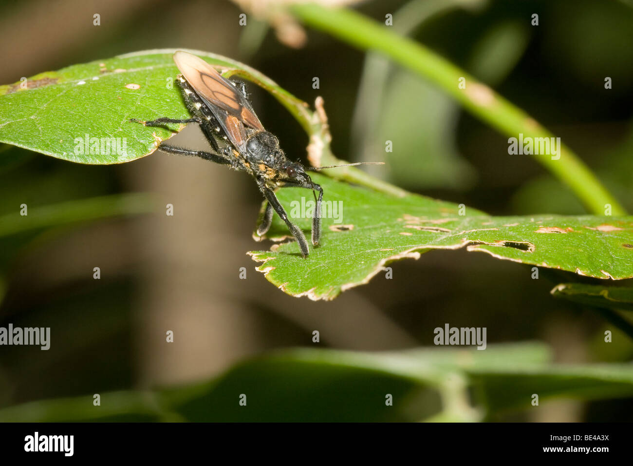 Tropischen Assassin Bug, Ordnung Hemiptera Familie Reduviidae, unterwegs. Fotografiert in Costa Rica. Stockfoto