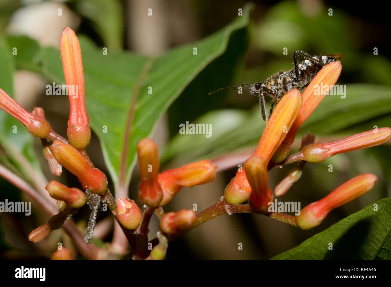 Tropischen Assassin Bug bestellen Hemiptera Familie Reduviidae, thront auf einer Blume. Fotografiert in Costa Rica. Stockfoto