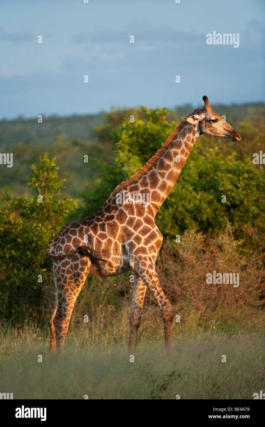 Südlichen Giraffe (Giraffa Giraffe Giraffa), Krüger Nationalpark, Südafrika Stockfoto