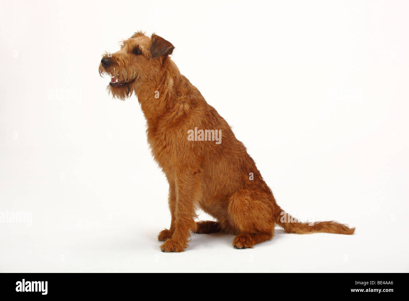 Irish Terrier Stockfoto