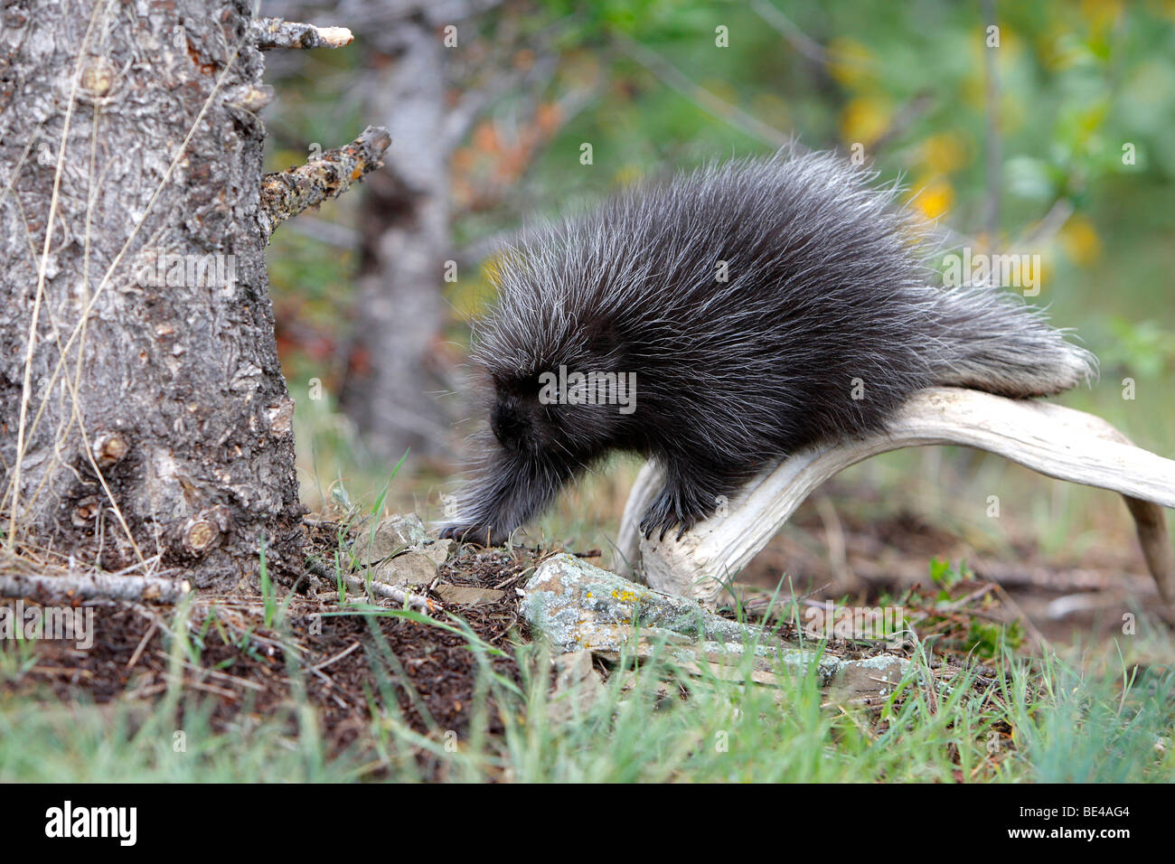 New World Stachelschwein, North American Porcupine (Erethizon Dorsatum). Youngster zu Fuß auf den Boden. Stockfoto