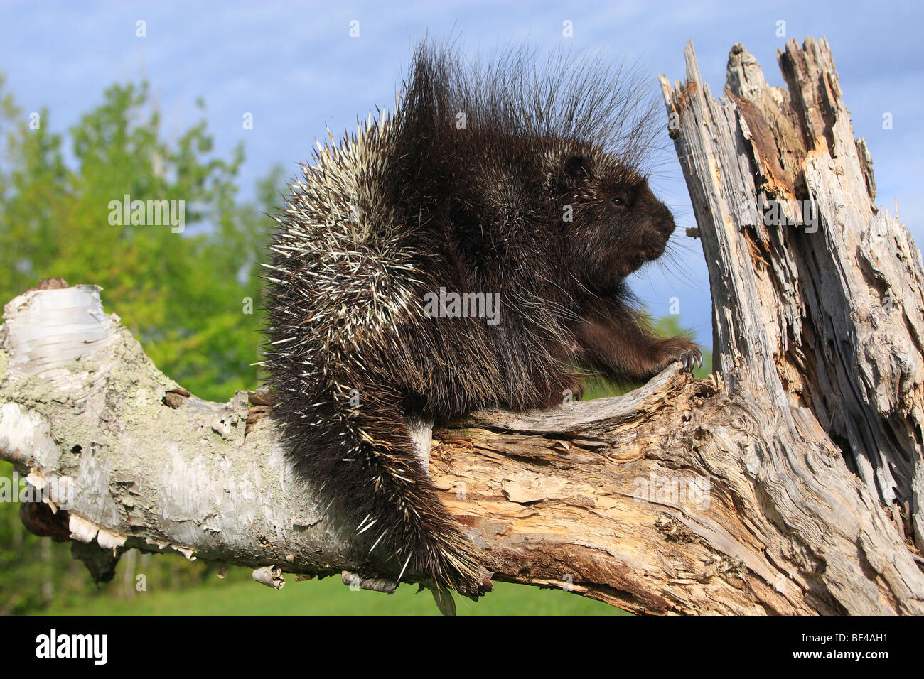 New World Stachelschwein, North American Porcupine (Erethizon Dorsatum) auf einem abgestorbenen Baum. Stockfoto