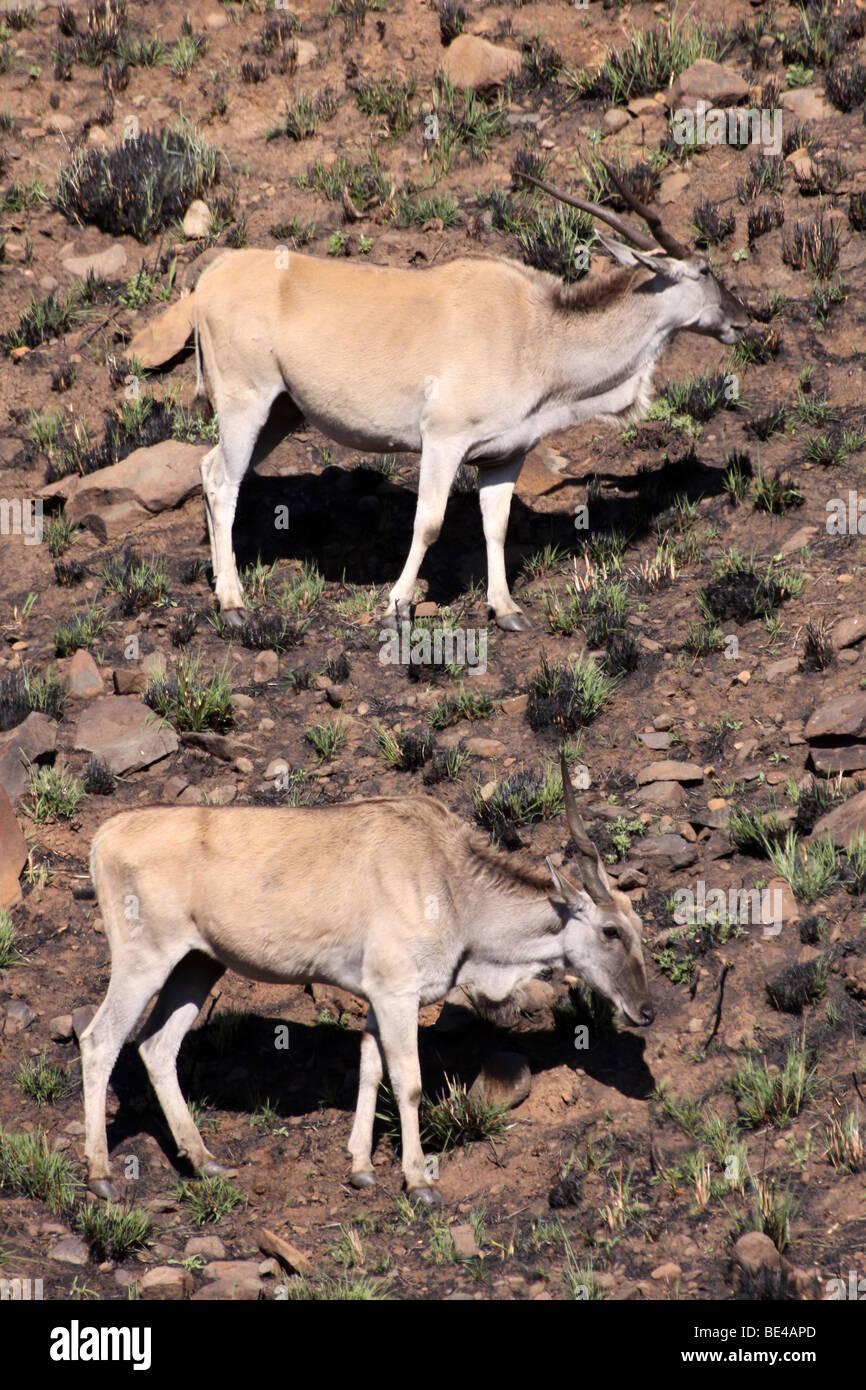 Gemeinsame Eland Tauro Oryx-Antilopen In den Drakensbergen, Südafrika Stockfoto