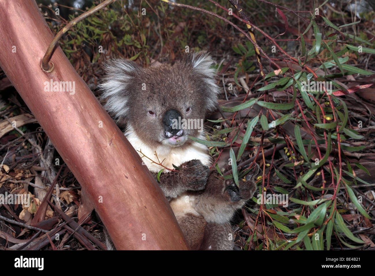 Nahaufnahme von Koala Eukalyptus-Blätter-Phascolarctus Cinereus-Familie Phascolarctidae Essen Stockfoto
