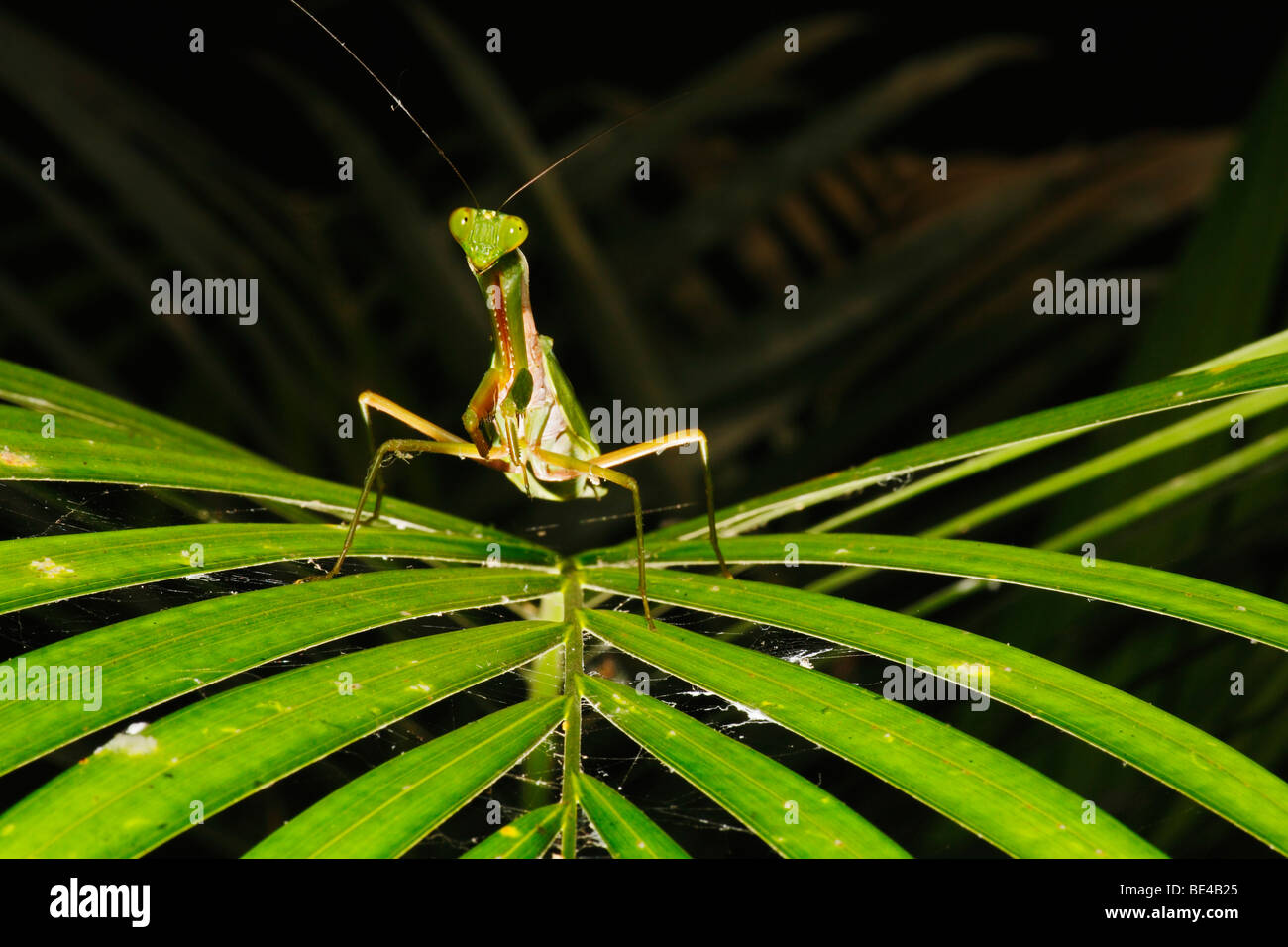 Beten, Mantis (Mantodea), Samboja, Ost-Kalimantan, Borneo, Indonesien Stockfoto