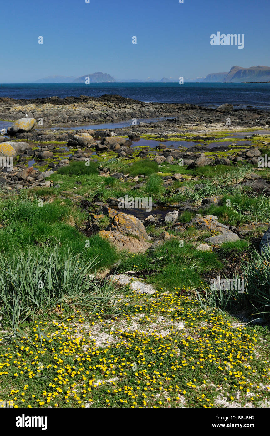 Küstenlandschaft auf Runde Insel, Norwegen, Skandinavien, Europa Stockfoto