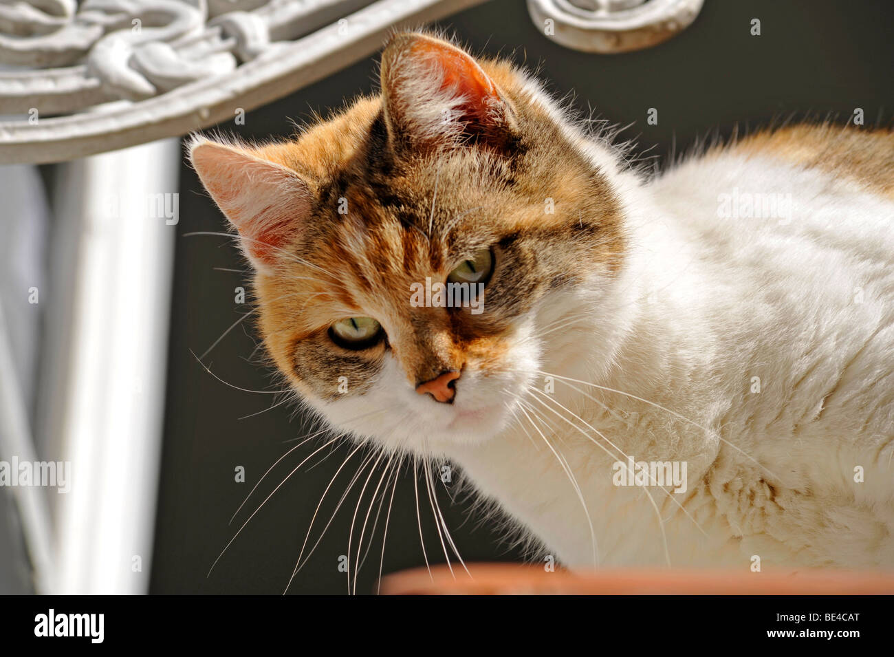 Lustige Tiere große Katze sitzt am offenen Fenster Stockfoto