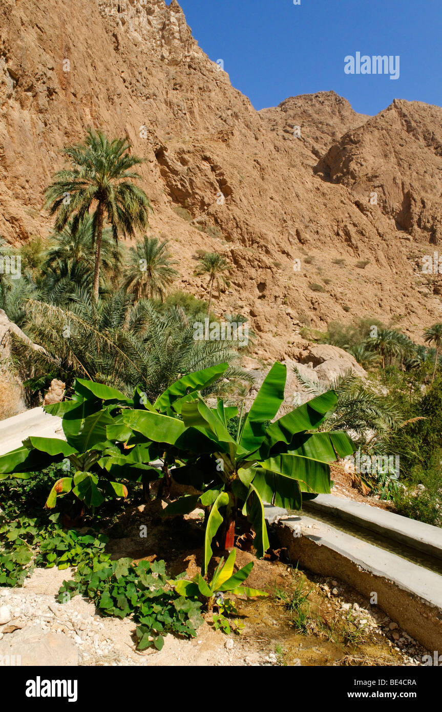 Dattelpalme und Bananenpflanze in der Nähe eines Falaj Kanal, Bewässerungs-System von Wadi Shab, Hadjar Ash-Sharqi-Gebirges, Sharqiya Region, Su Stockfoto