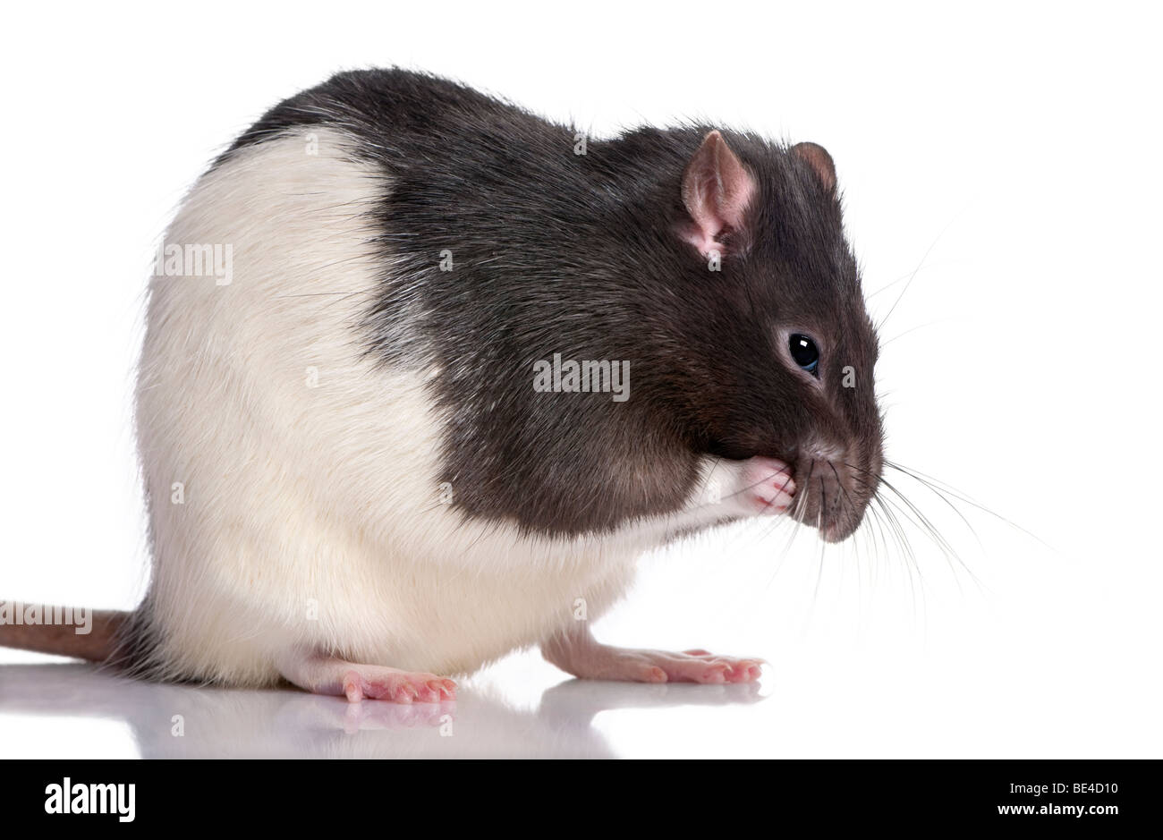 Schwarz / weiß Ratte vor einem weißen Hintergrund, Studio gedreht Stockfoto