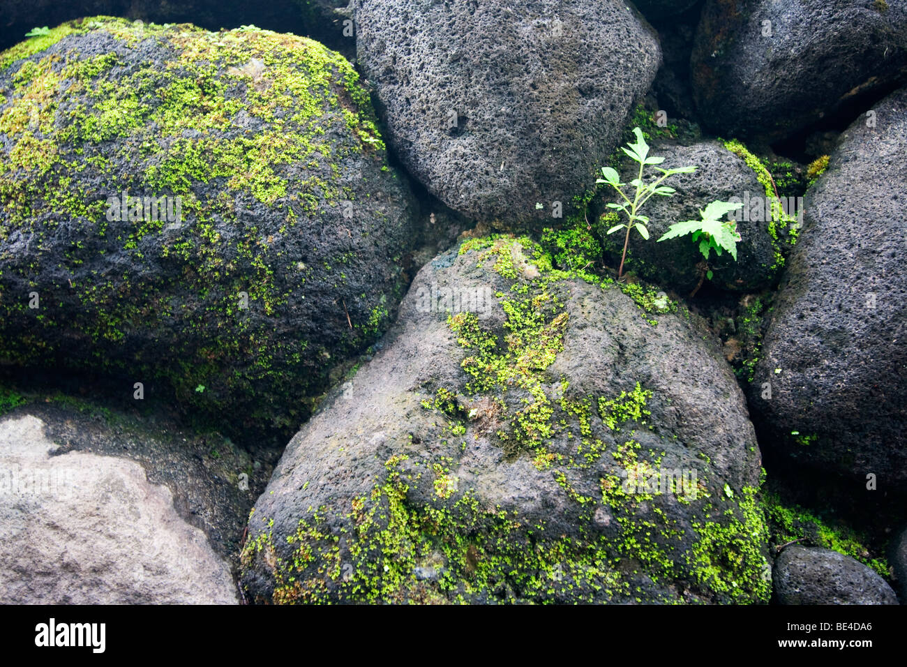 Vegetation auf Felsen wachsen. Stockfoto