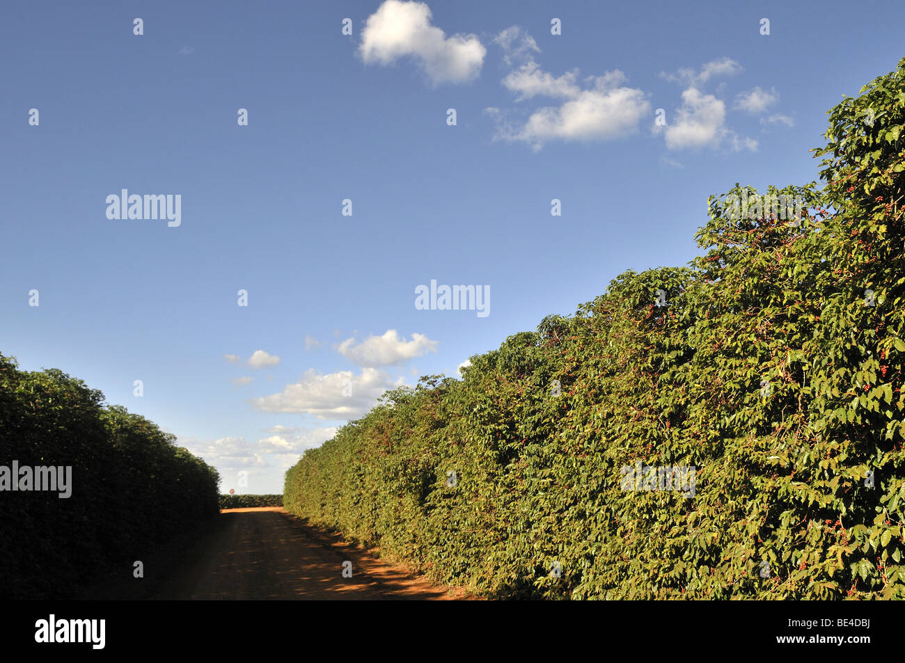 Kaffeeplantage, Uberlandia, Minas Gerais, Brasilien, Südamerika Stockfoto