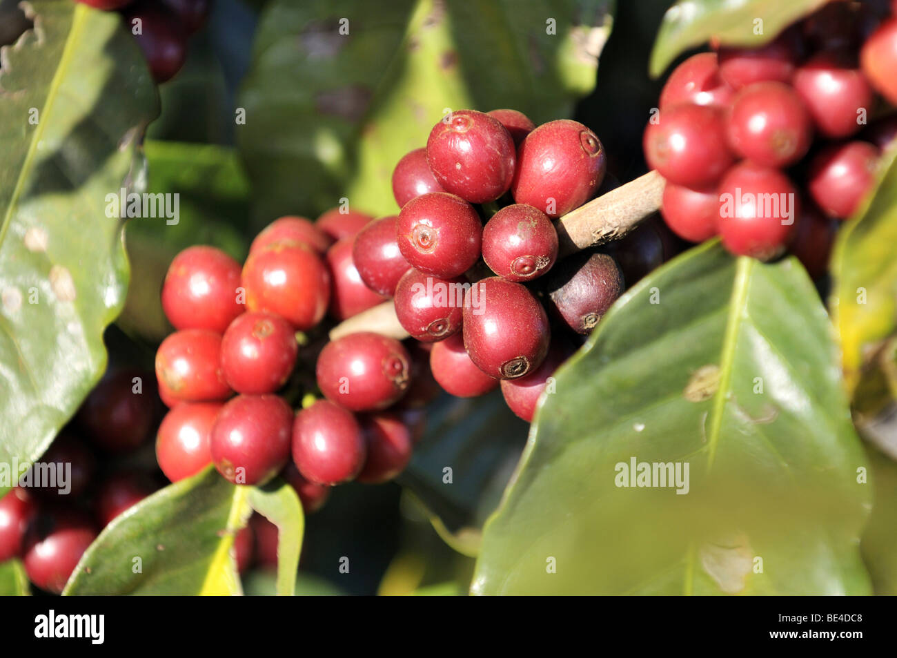 Reife Kaffeebohnen auf einer Kaffeeplantage Uberlandia, Minas Gerais, Brasilien, Südamerika Stockfoto