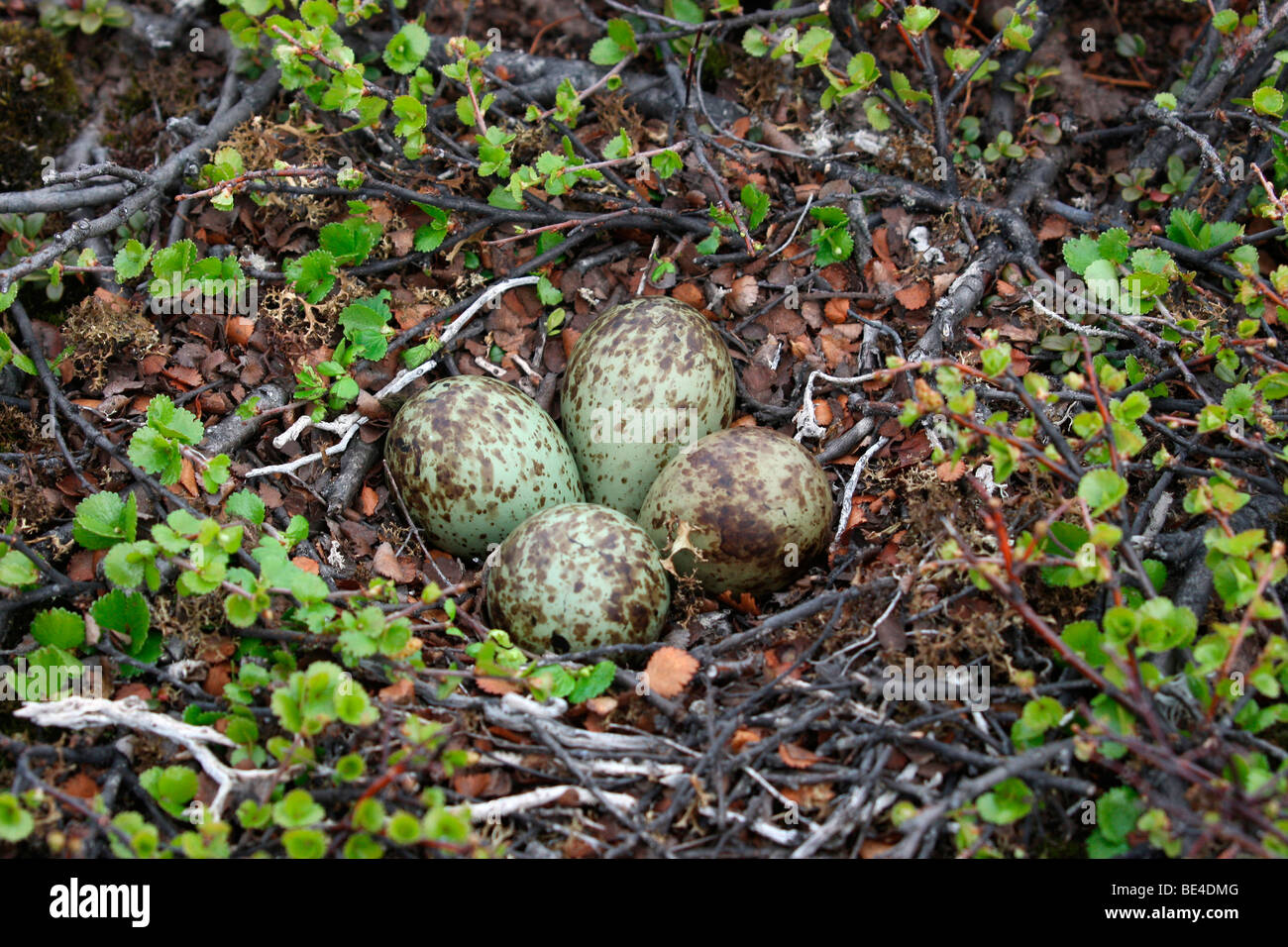 Nest mit Eiern der Regenbrachvogel (Numenius Phaeopus) Stockfoto