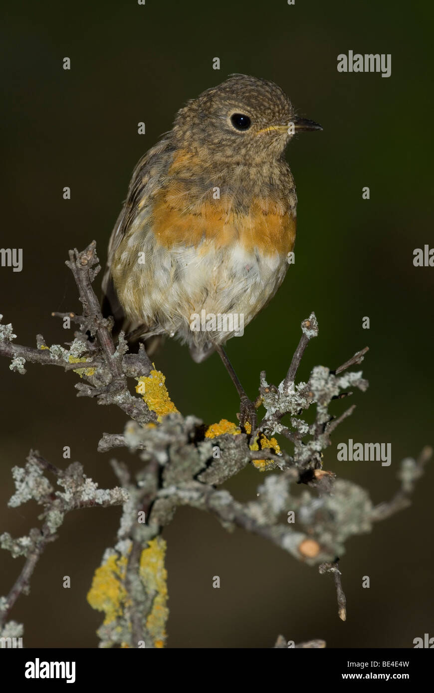 Junge Rotkehlchen (Erithacus Rubecula) Stockfoto