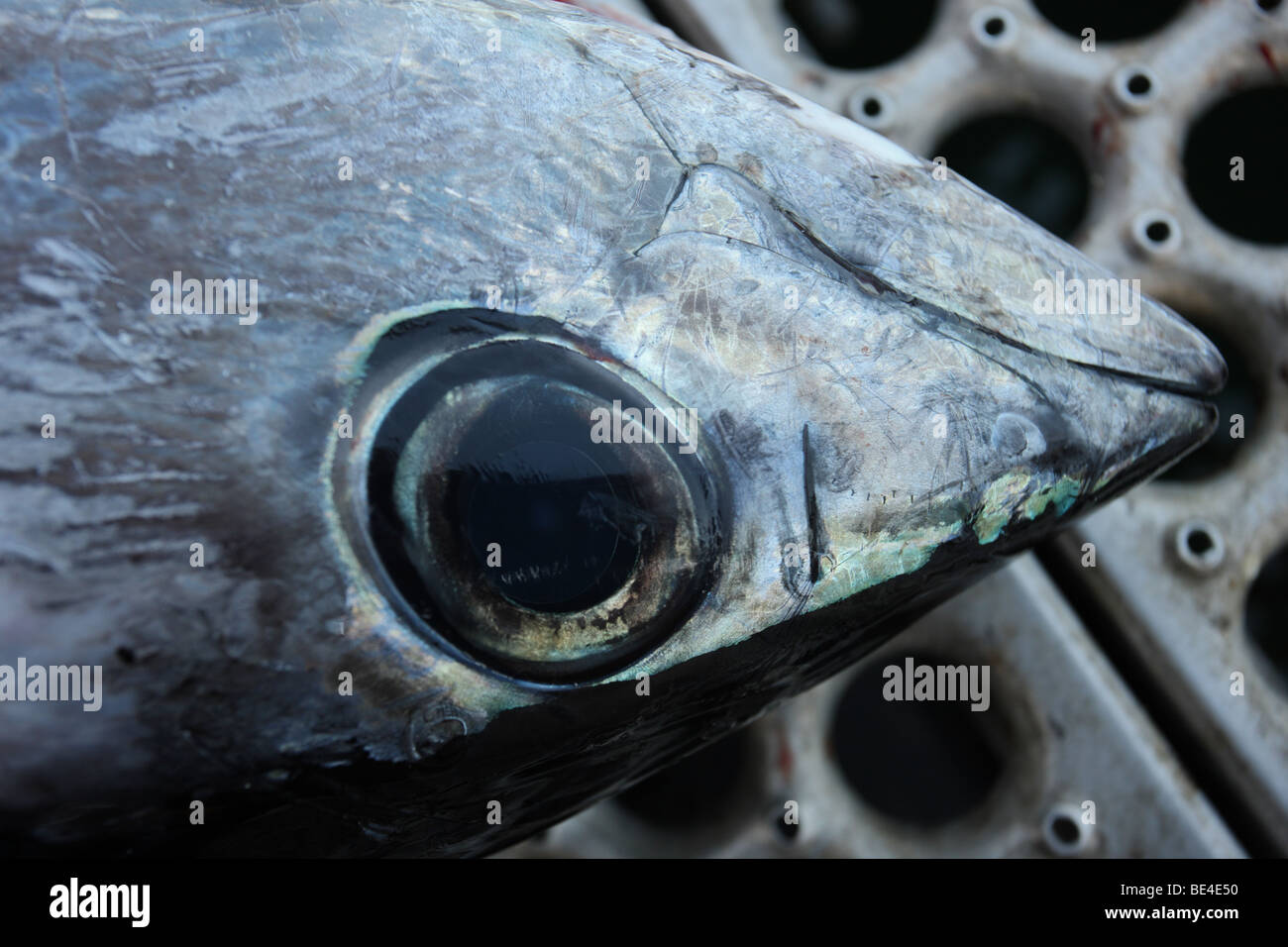 Albacore Thunfisch Kopf (Thunnus Alalunga) - Oregon-USA - bekannt als "Rose des Meeres", da Fleisch rosa bis dunkelrot ist Stockfoto