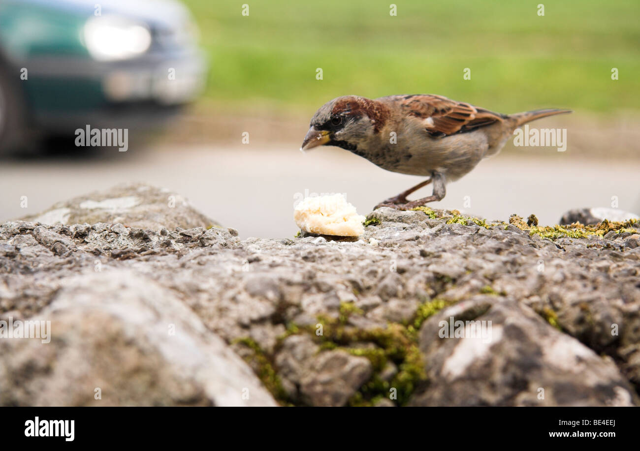 Zahmen Sperling Fütterung auf ein Stück Brot auf einer Wand, Malham, Yorkshire Dales, England, UK Stockfoto