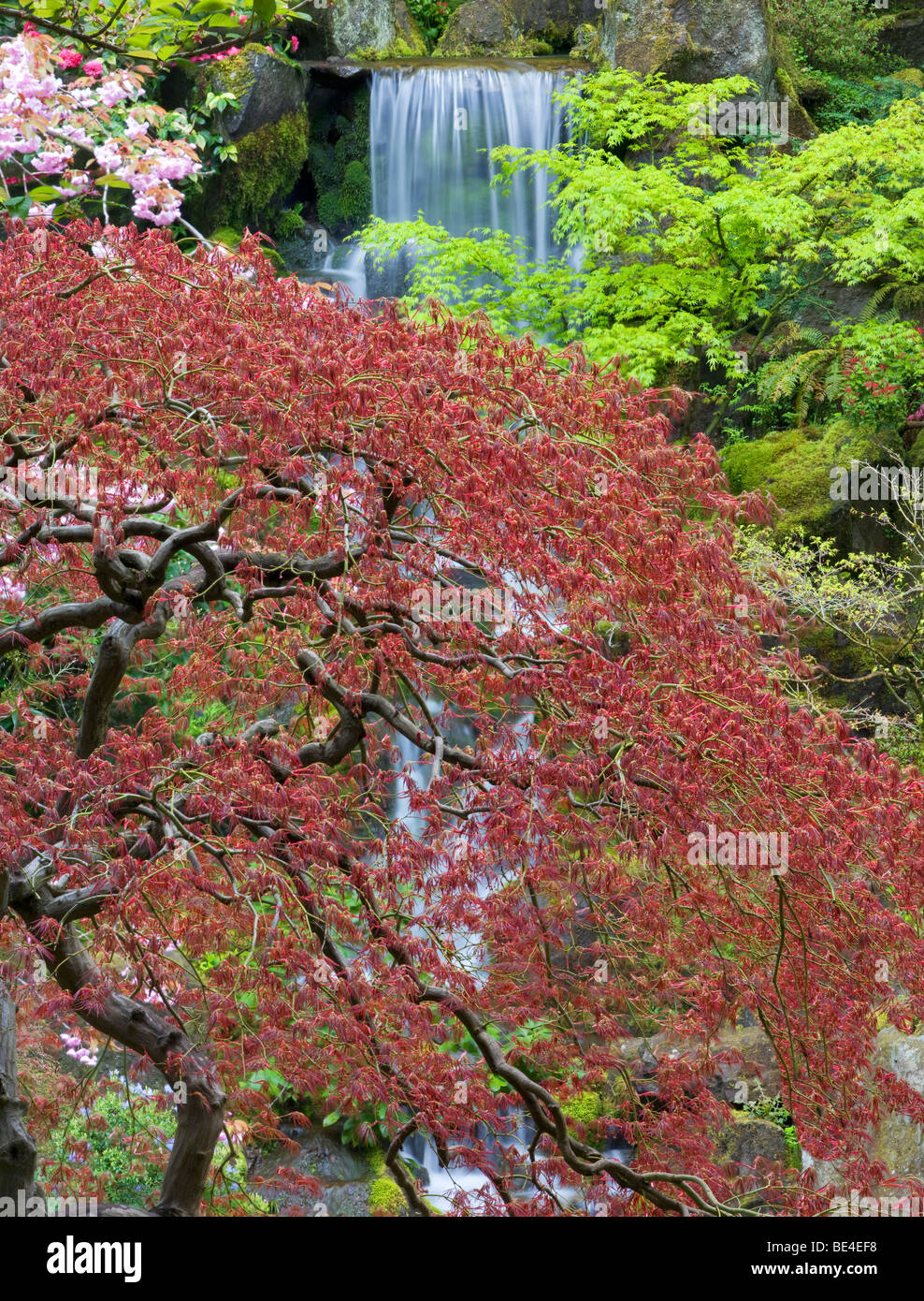 Wasserfälle und Kirschblüten mit japanischen Ahorn frühes Wachstum. Japanische Gärten von Portland, Oregon. Stockfoto