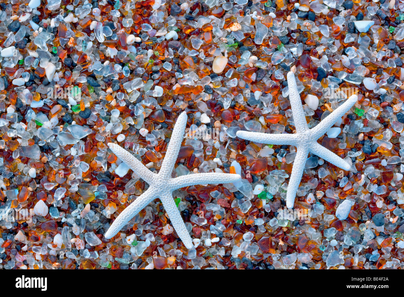 Seestern-Shell auf Glass Beach. Kauai, Hawaii. Stockfoto