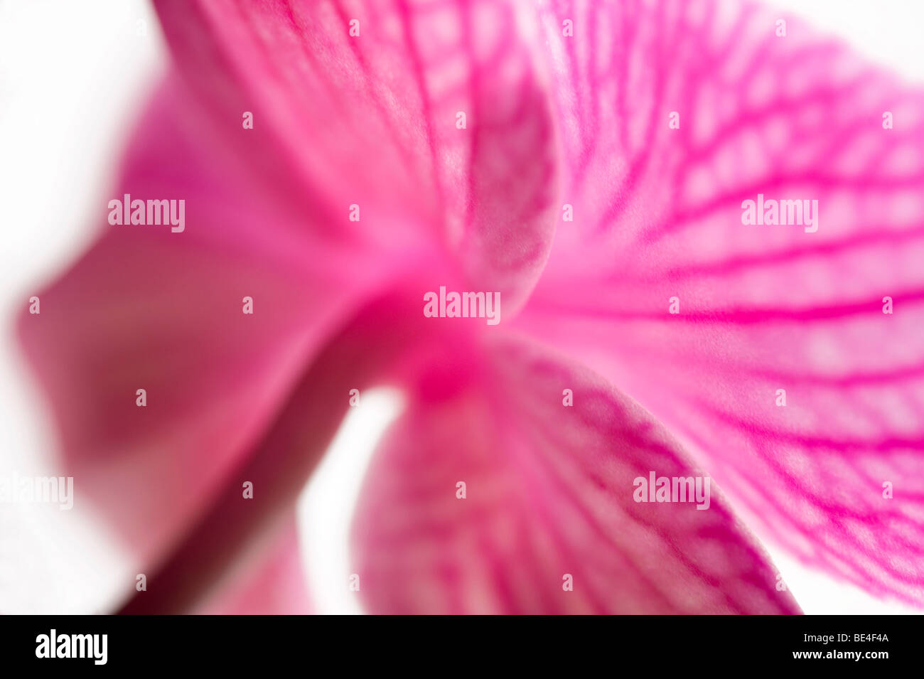 Rosa Schmetterling Orchidee Blume Stockfoto