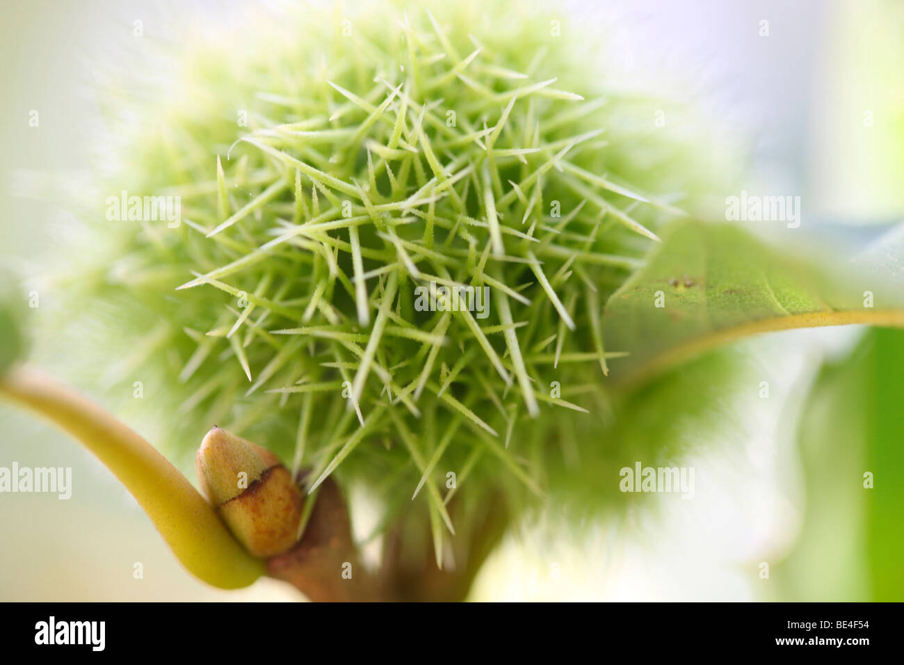 Henrys Kastanie Castanea hinsichtlich Obst - Fine Art Fotografie Jane Ann Butler Fotografie JABP591 Stockfoto