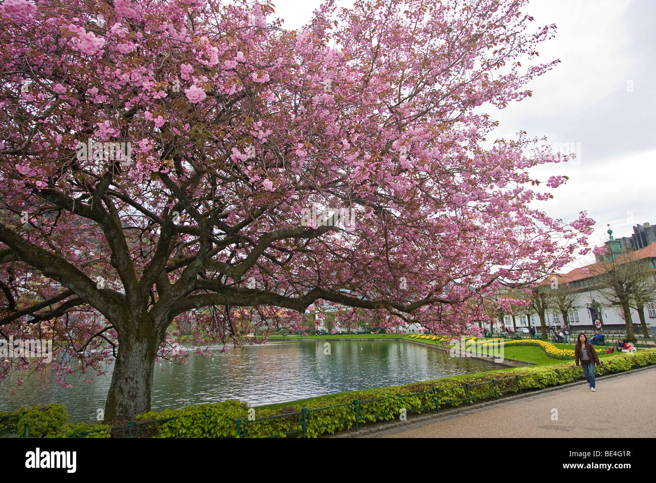 Die Menschen gehen von Kirschblüten blühen im Baum auf einer Straße in Bergen, Norwegen. Stockfoto