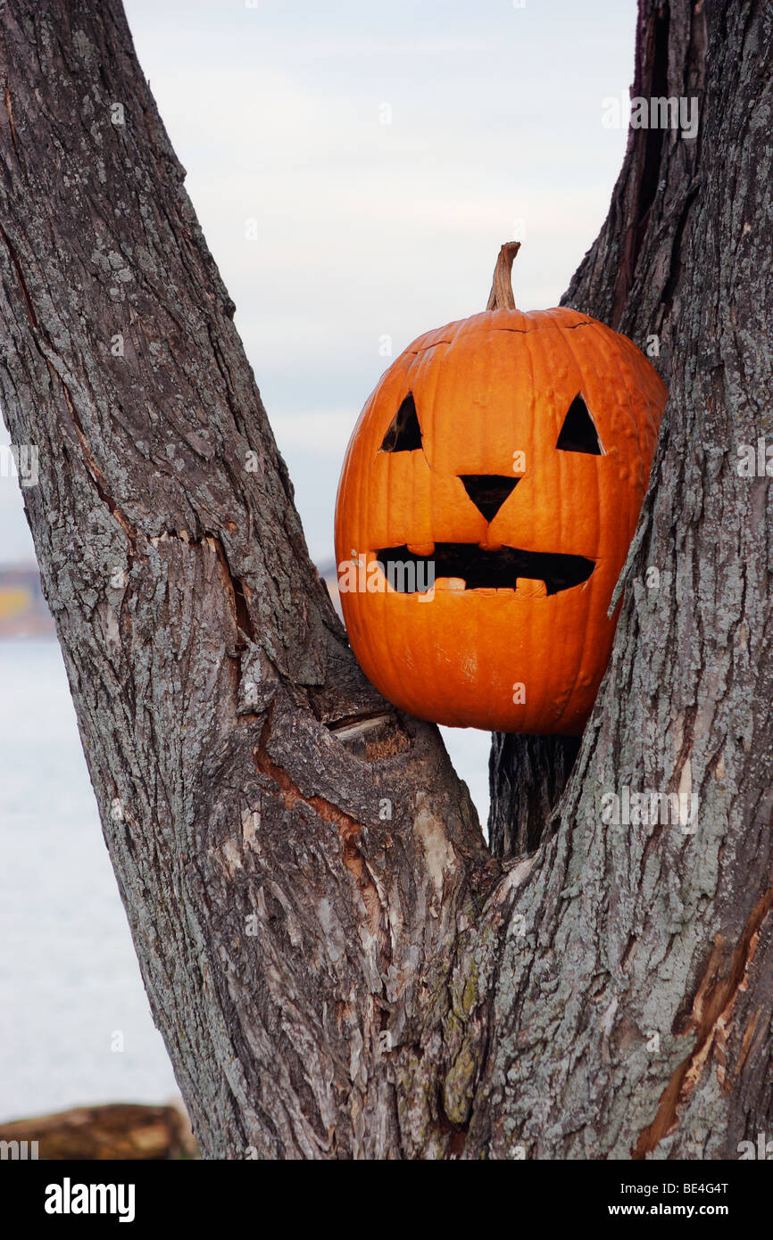 Eine alternde Laterne gesetzt in den Schritt eines Baumes. Stockfoto