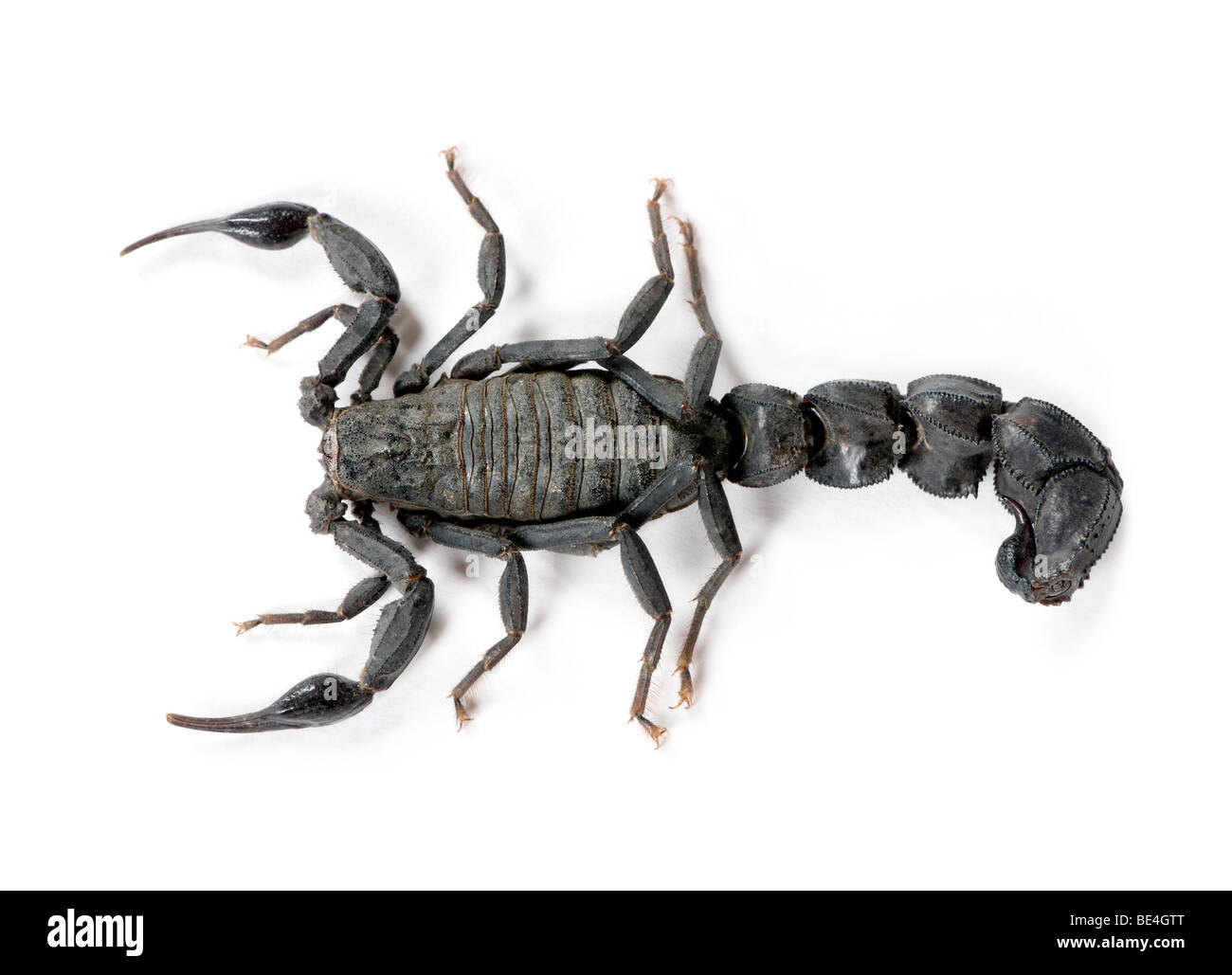 Erhöhte Ansicht von Skorpion Androctonus Mauretanicus, vor weißem Hintergrund Studio gedreht Stockfoto