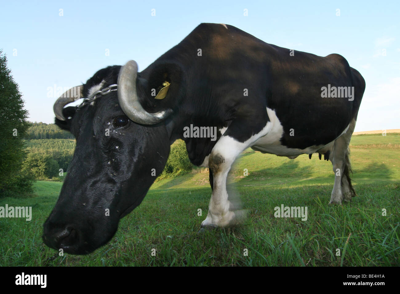 Schwarz / Weiß Kuh auf der Weide Stockfoto