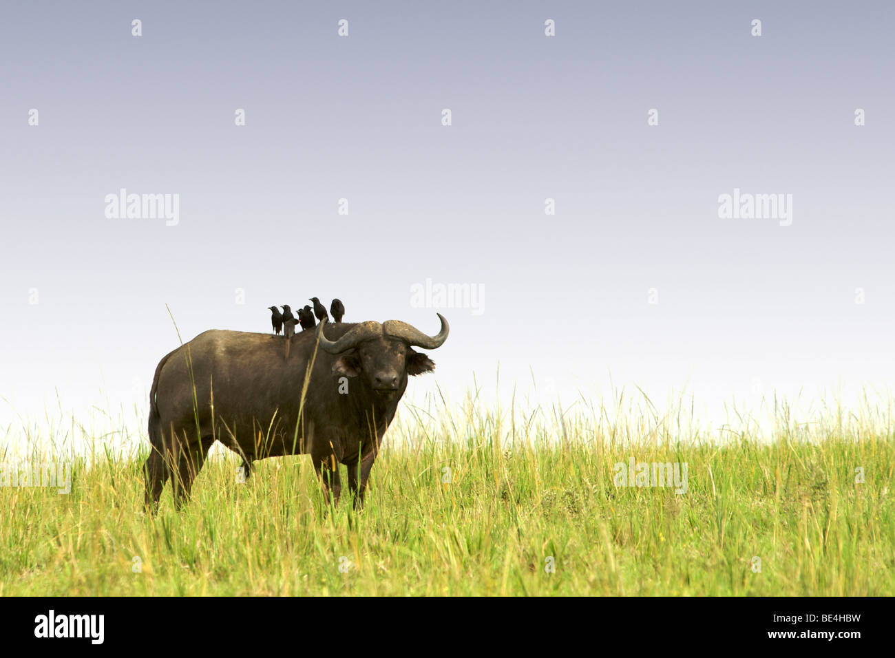 Buffalo im Murchison Falls National Park in Uganda. Stockfoto