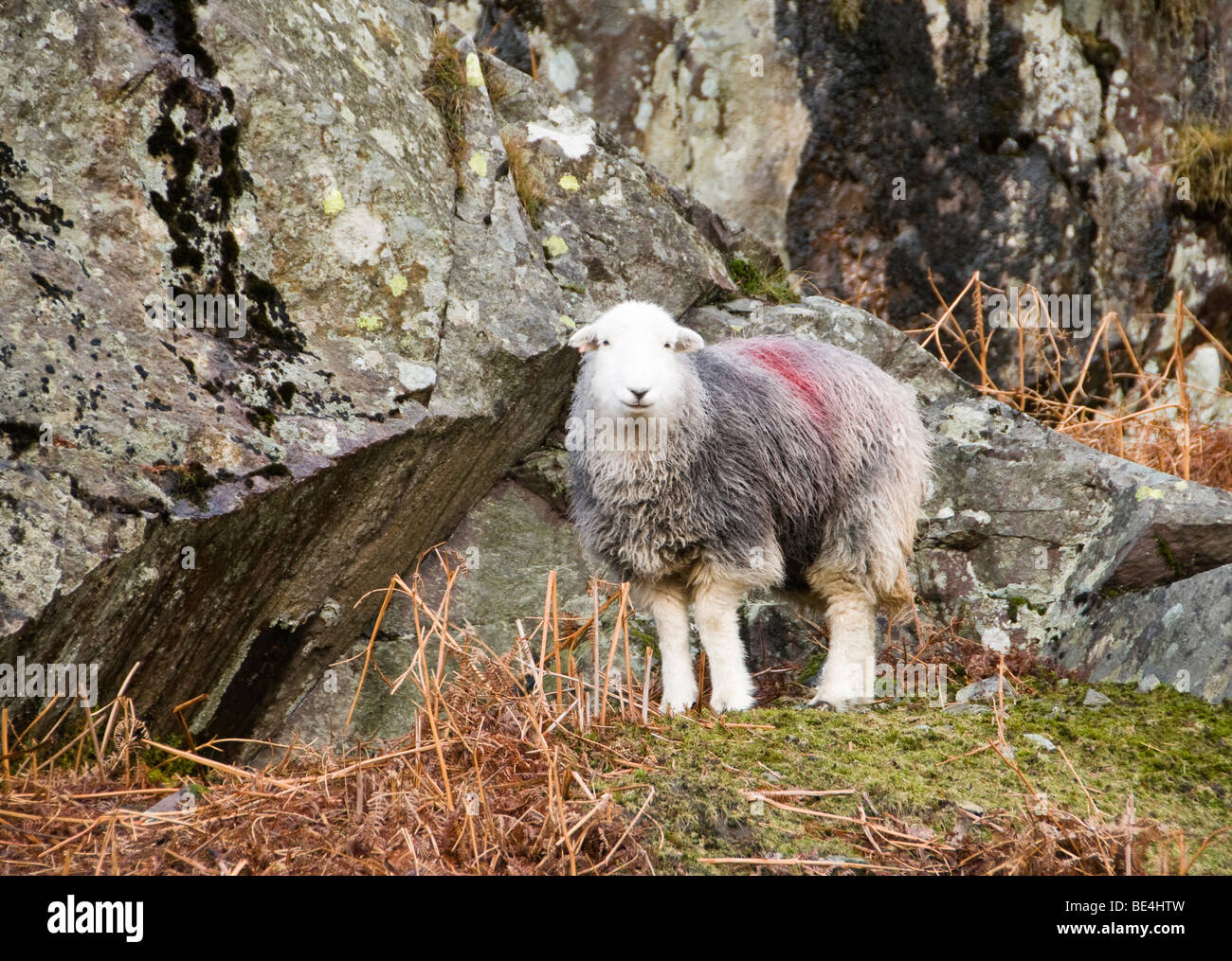 Schafe, Cumbria, UK Stockfoto