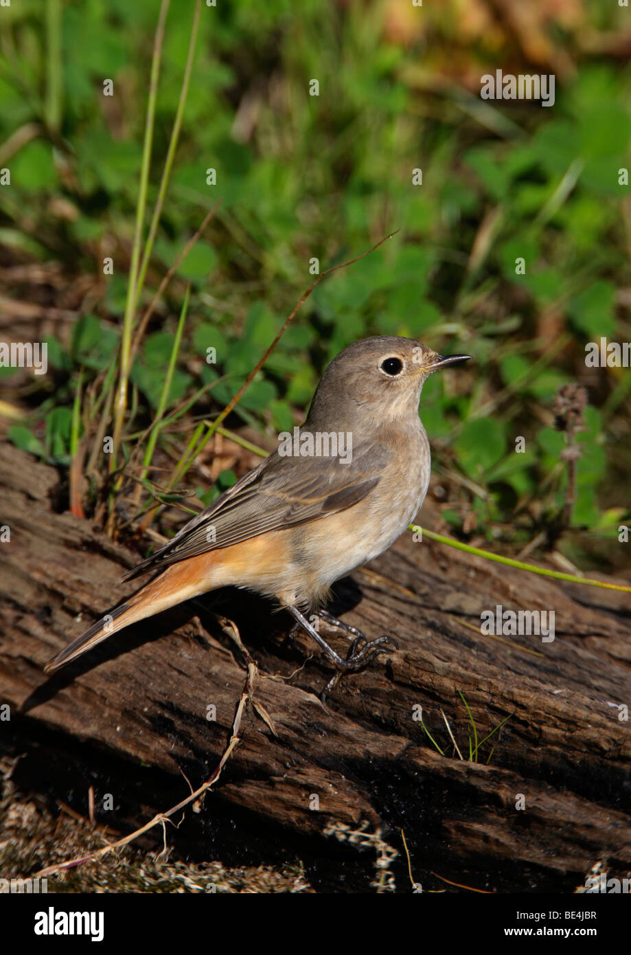 Juvenile Redstart Phoenicurus phoenicurus Stockfoto