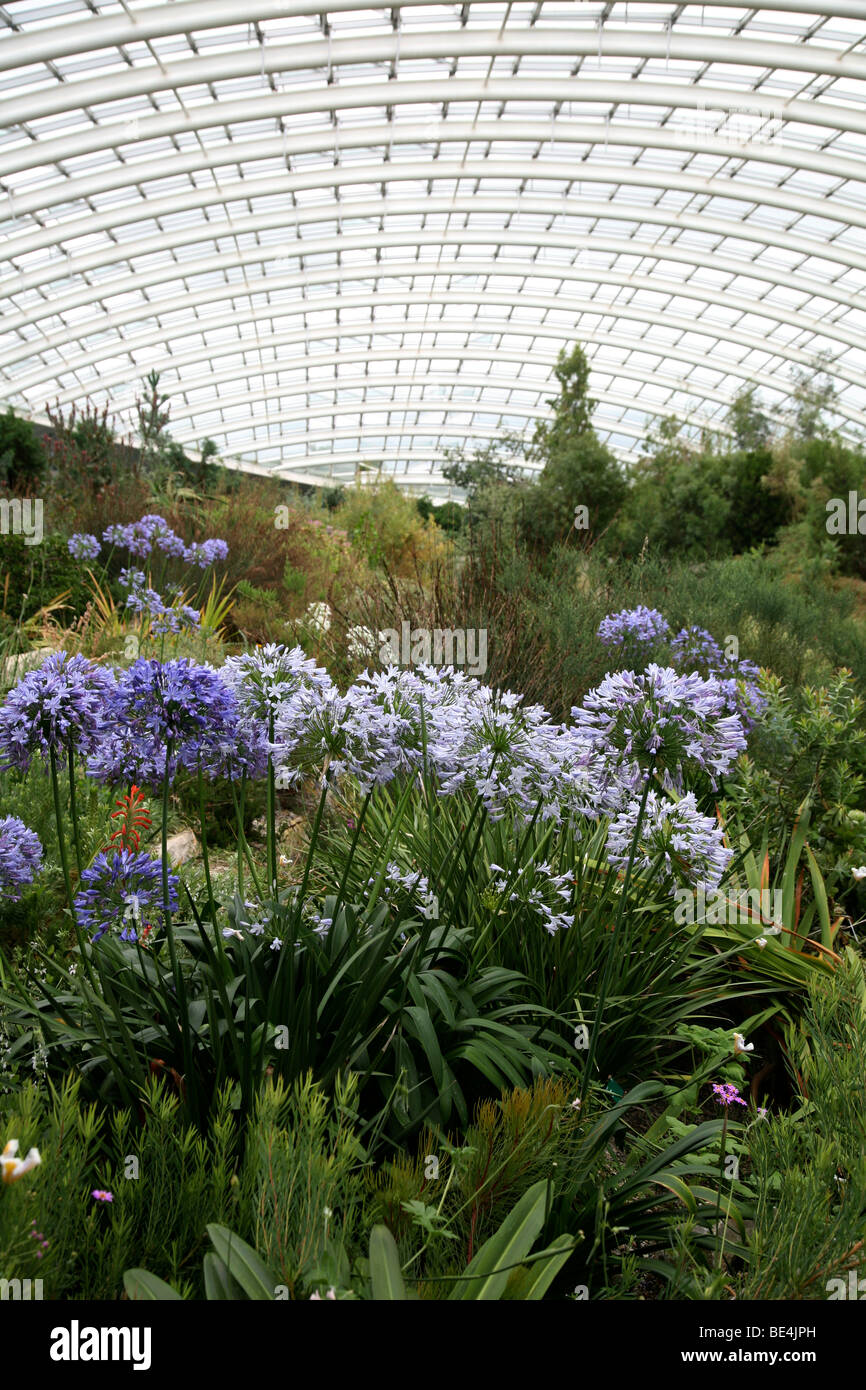 Agapanthus, National Botanic Garden of Wales, Carmarthenshire Stockfoto