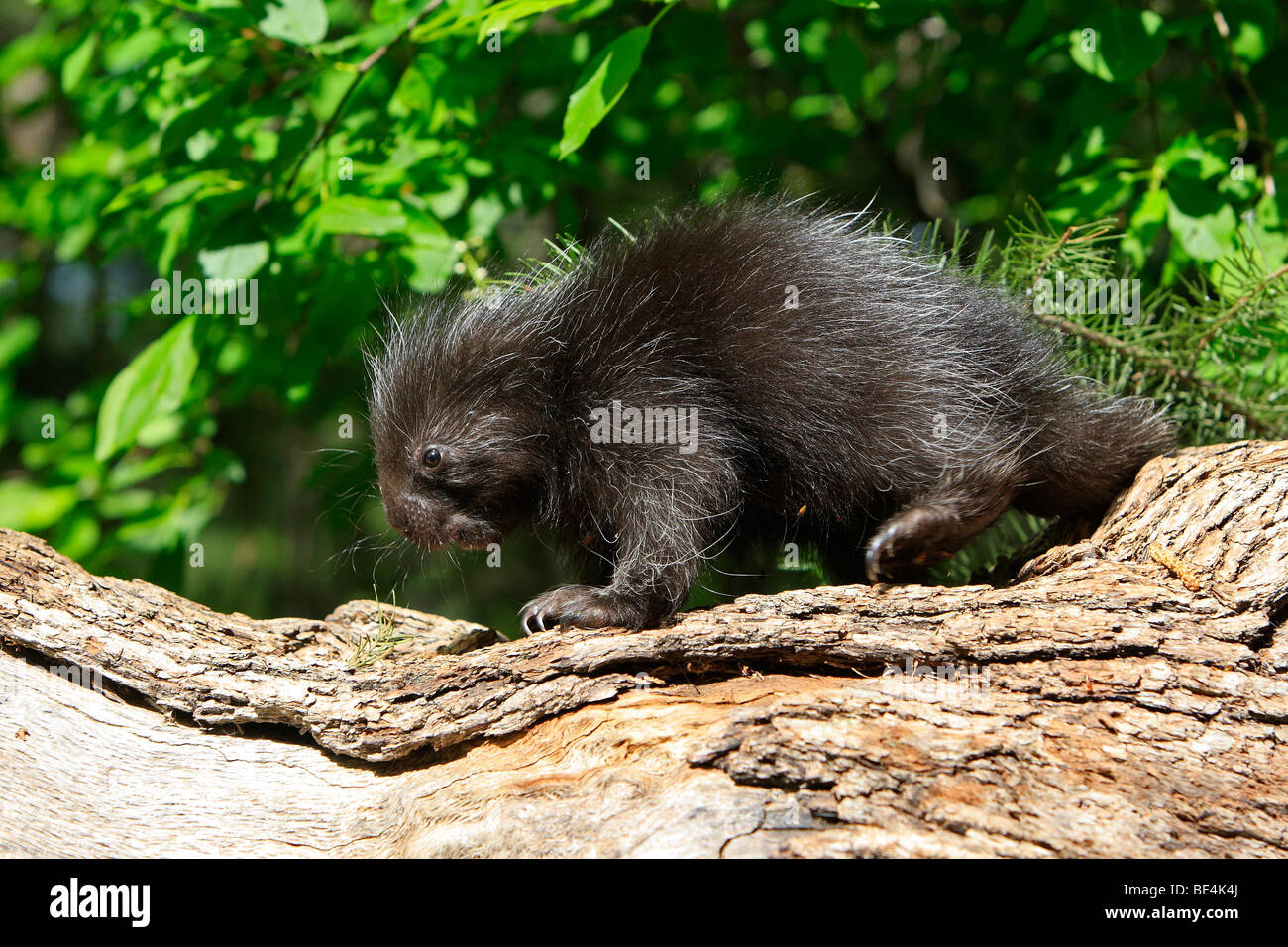 New World Stachelschwein, North American Porcupine (Erethizon Dorsatum). Junge auf einem faulenden Baumstamm. Stockfoto