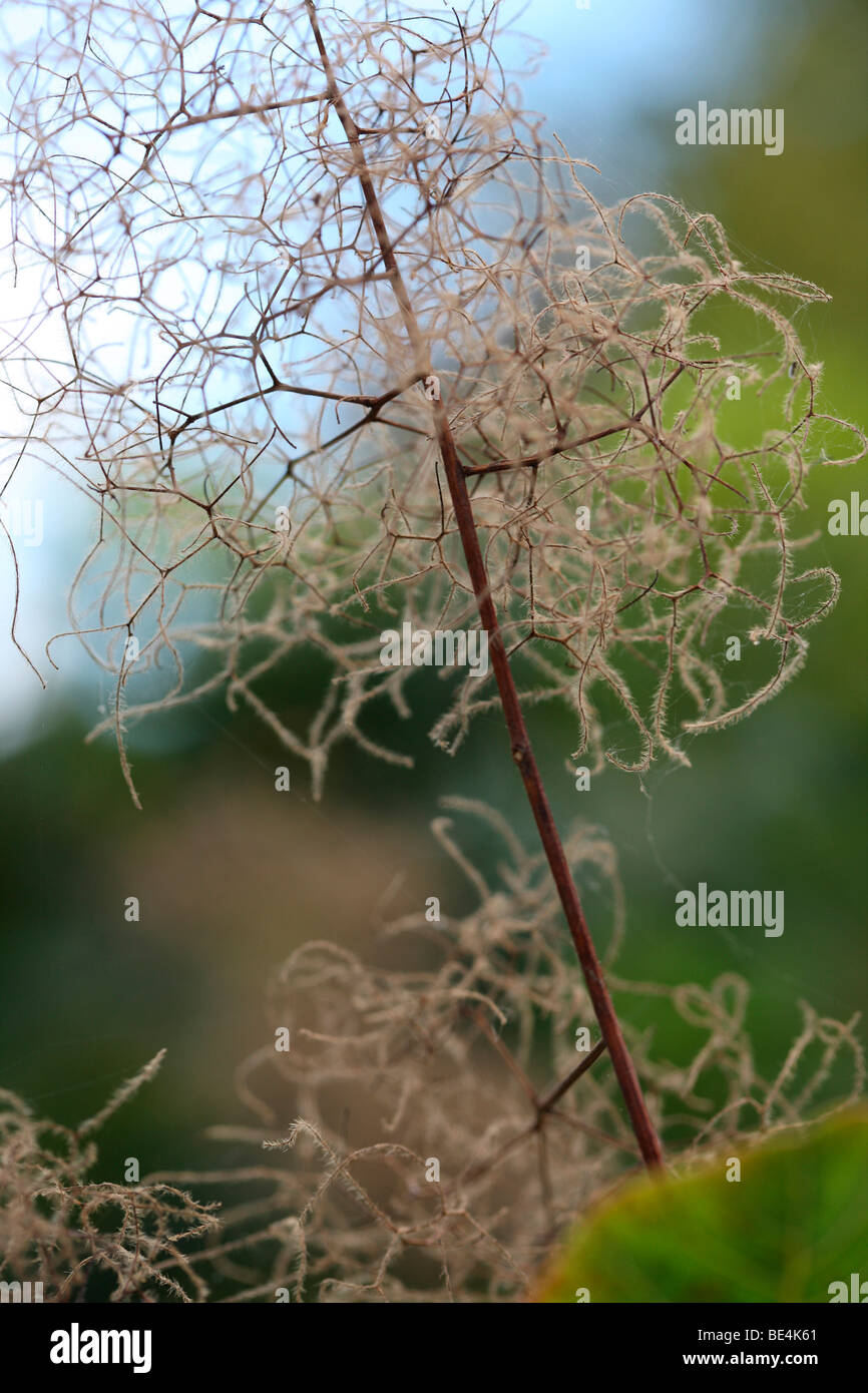 Rauch Bush Cotinus Coggygria Sommer bis Herbst Jahreszeit ändern - Fine Art Fotografie Jane Ann Butler Fotografie JABP590 Stockfoto